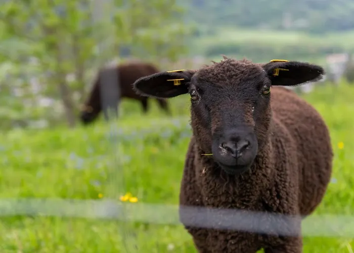 酒店 Panoramahotel Stocker 普鲁格恩